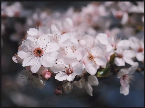 Free Beautiful cherry blossoms captured during spring in Berlin, Germany. Stock Photo
