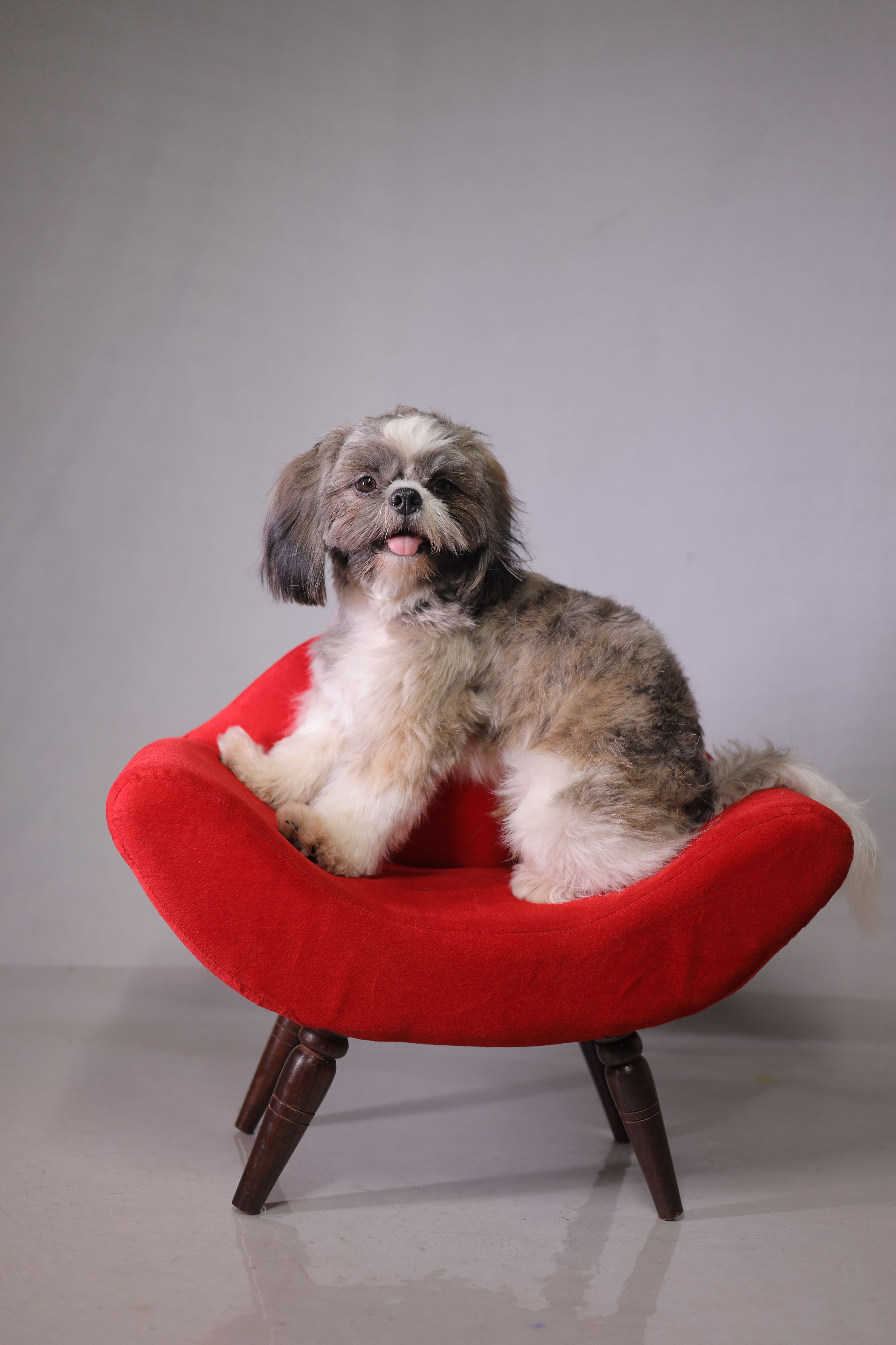 Adorable Shih Tzu on Red Modern Chair · Free Stock Photo
