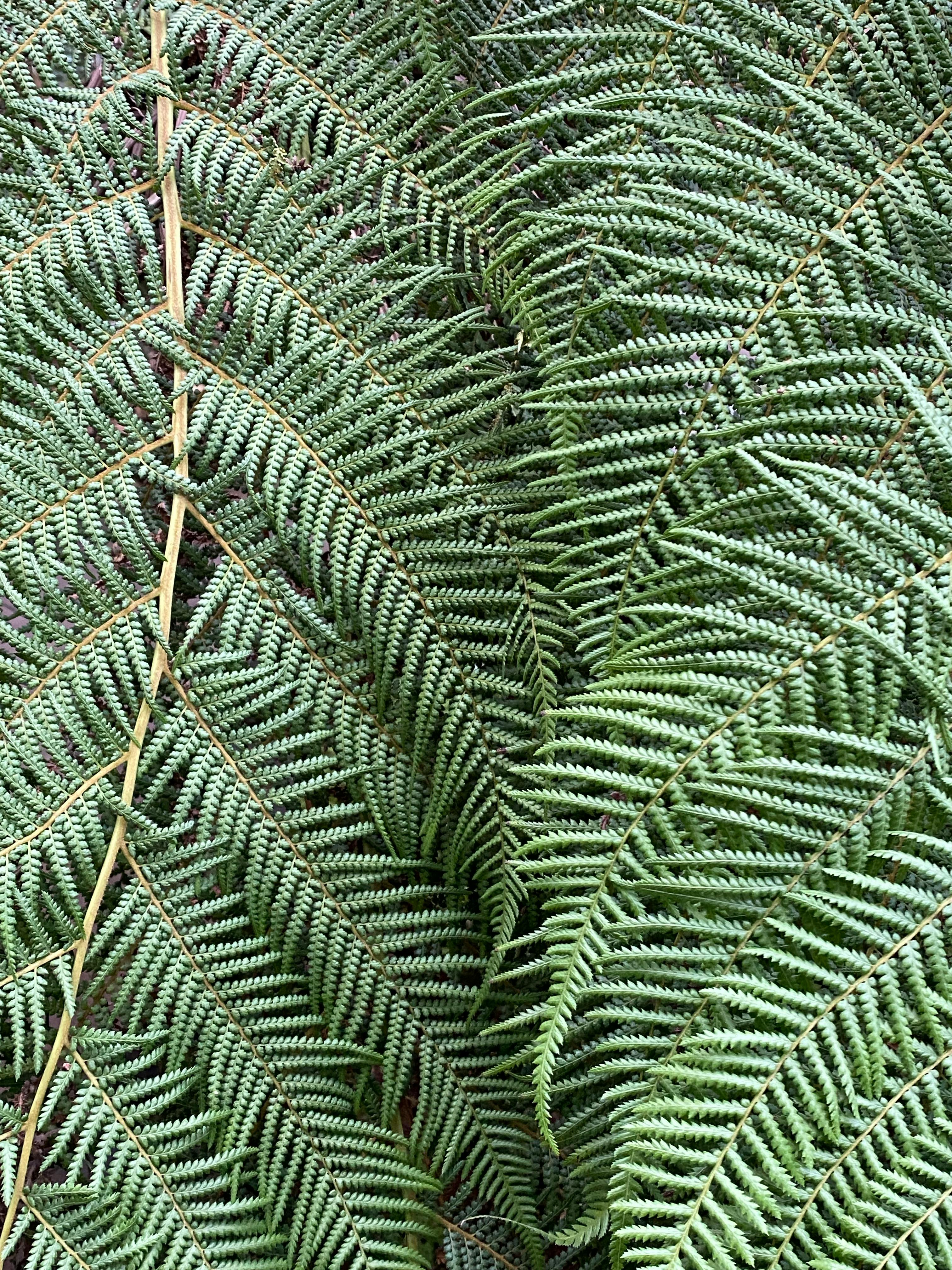 Close-up view of vibrant green fern leaves creating a lush natural background.