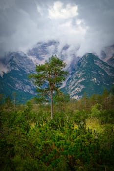 Lush greenery with a lone tree against misty mountains in Trentino-Südtirol.