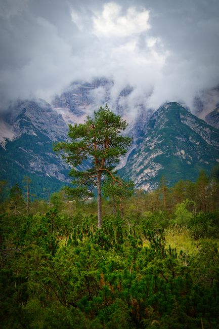 Lush greenery with a lone tree against misty mountains in Trentino-Südtirol.