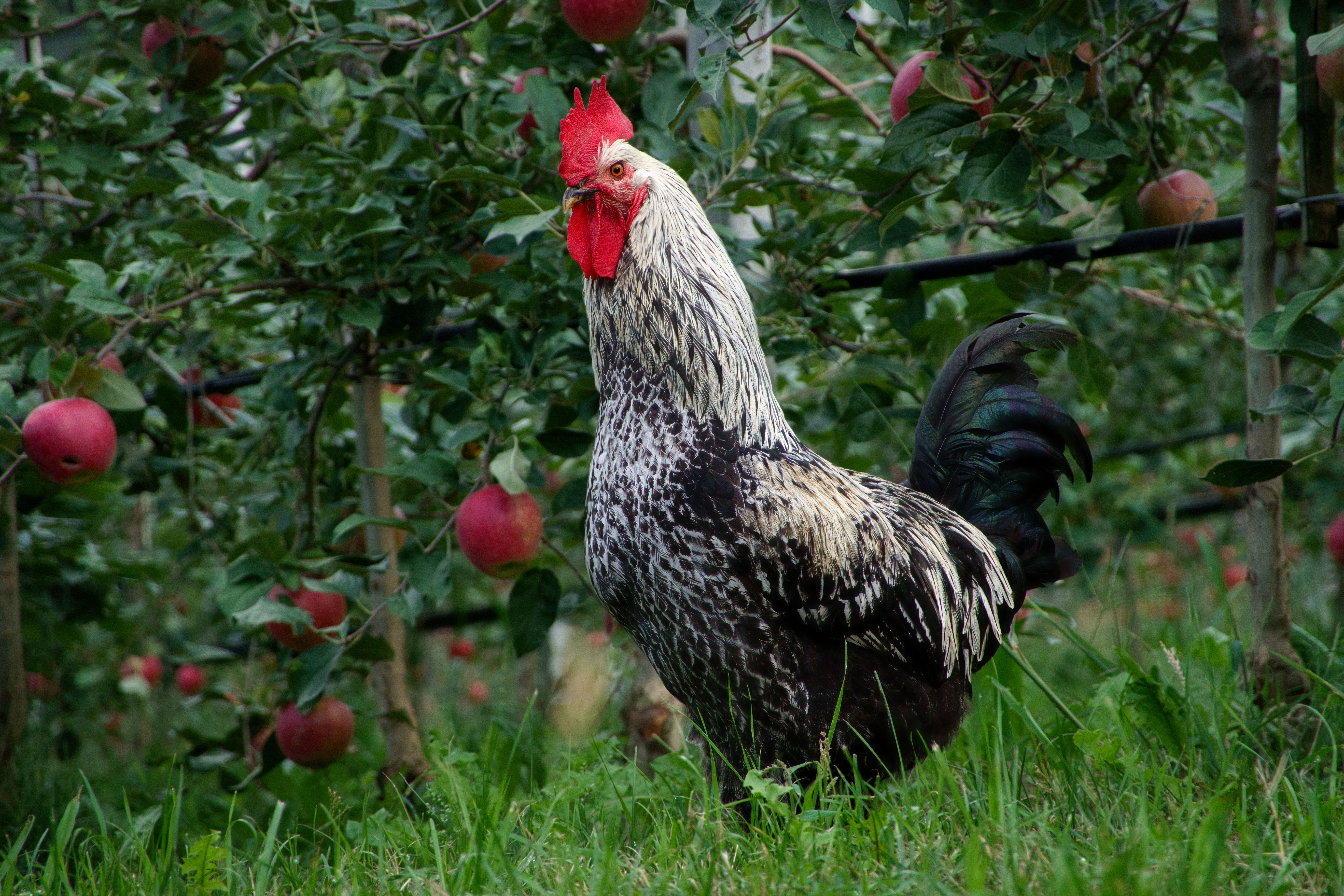 A striking rooster stands proudly in an apple orchard in Schenna, Italy, showcasing rural charm.