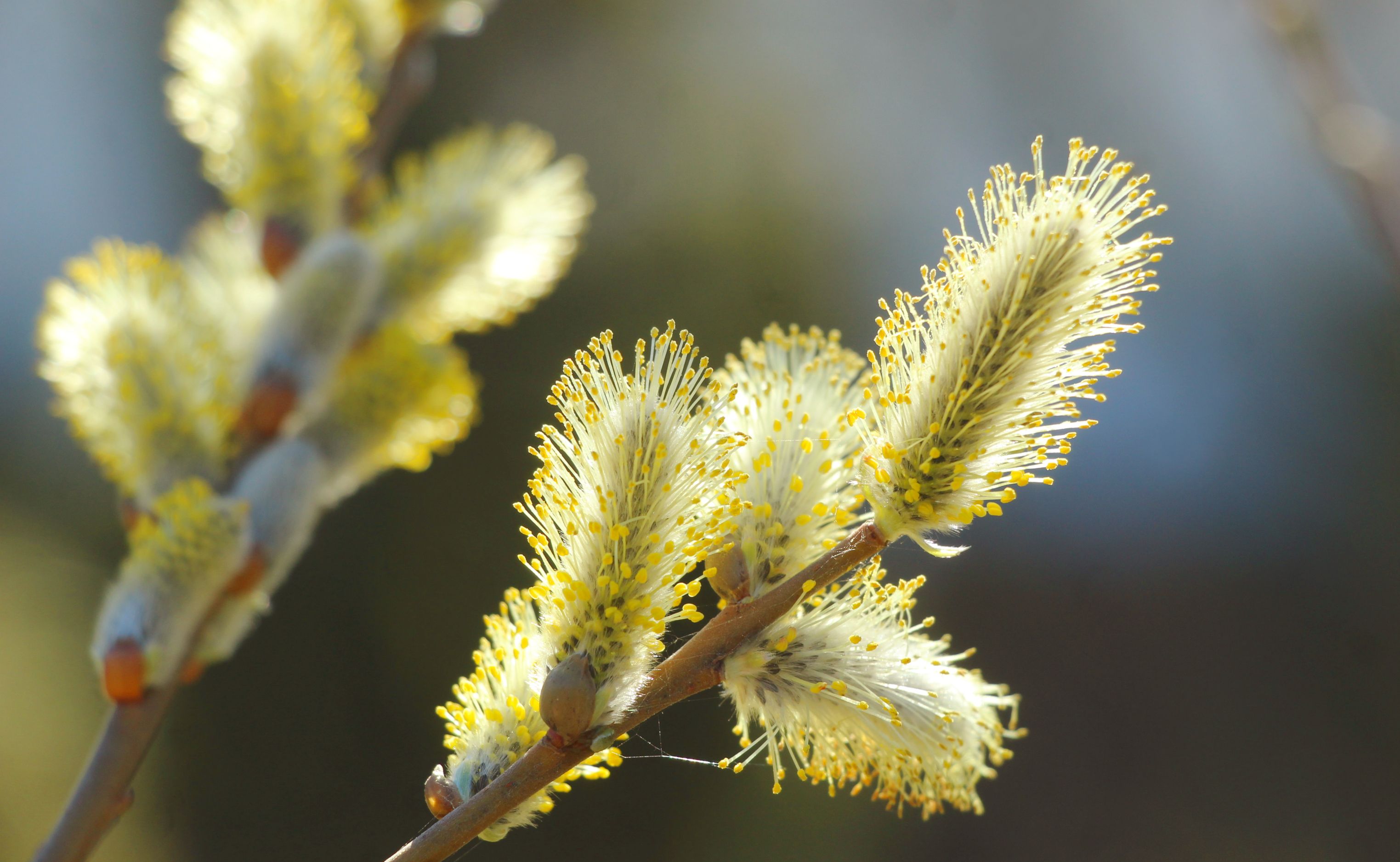 Small flowering Willow Botanical Photo