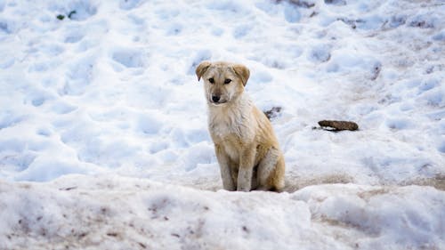 White Short Coated Dog on Snow Covered Ground