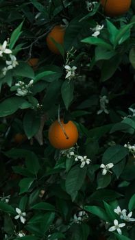 Orange Blossom