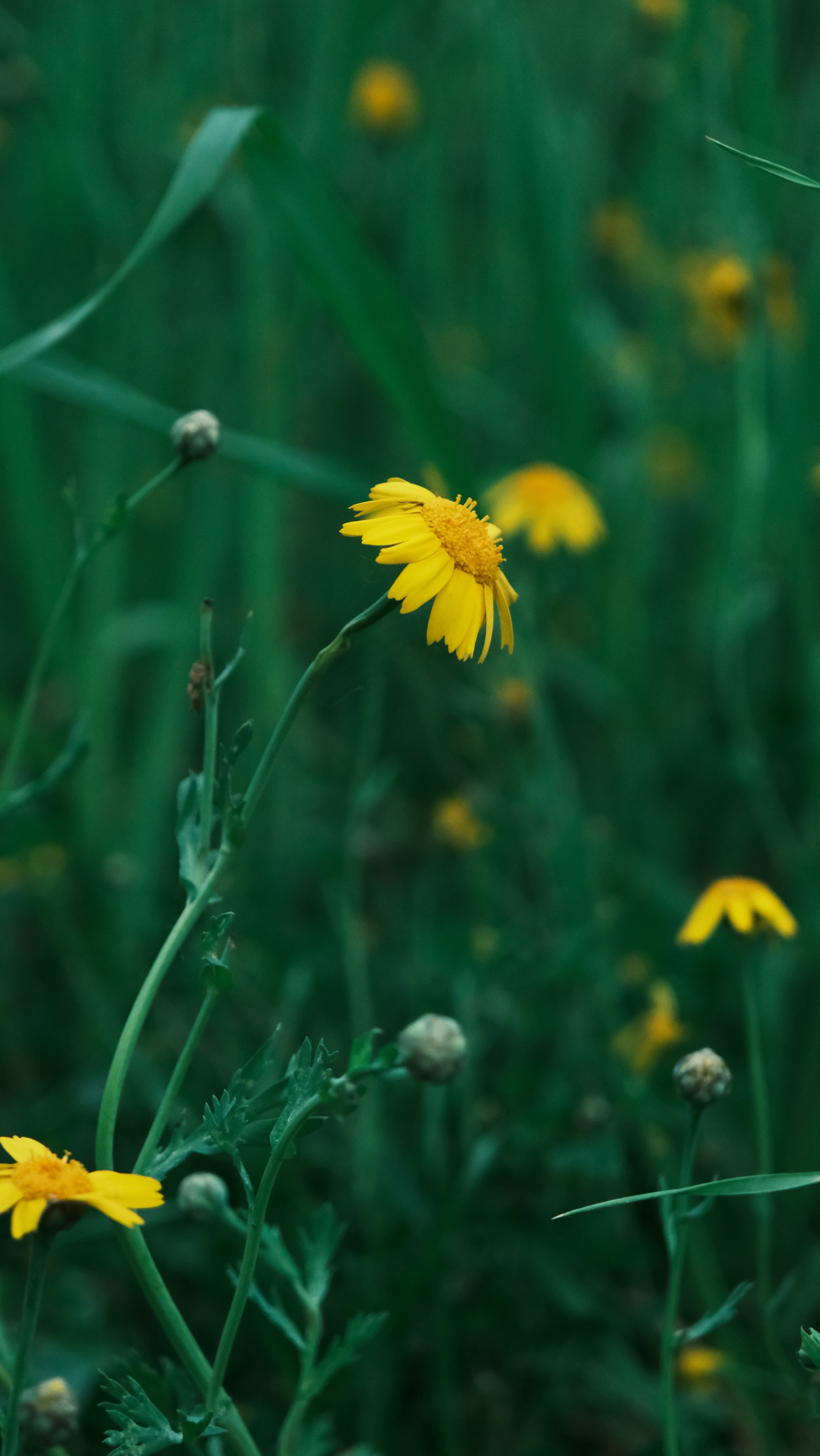 Vibrant Yellow Wildflowers in Lush Green Field · Free Stock Photo