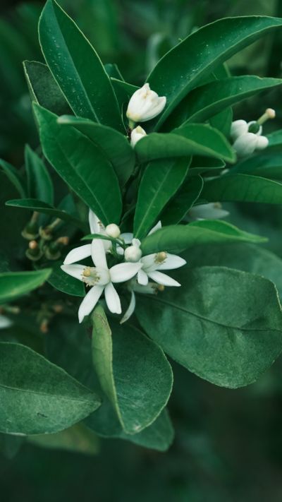 Neroli
