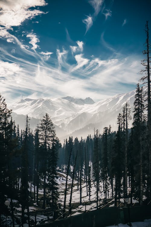 Pine Trees Under White Clouds With Mountain in Distance