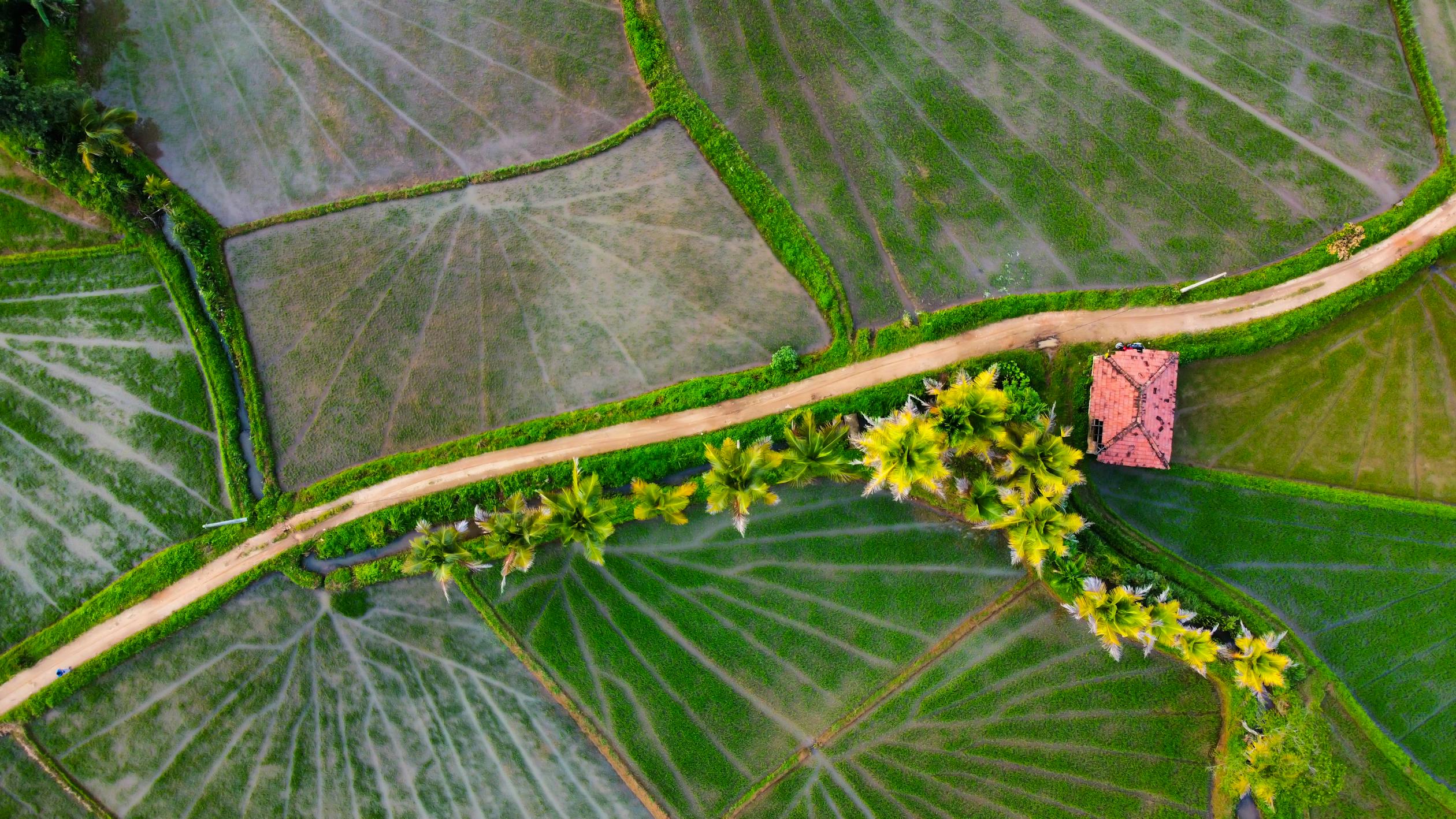 Aerial View of Lush Green Rice Fields in Rural Landscape · Free Stock Photo