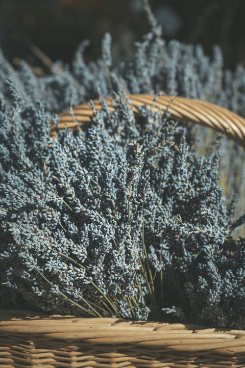 Free A wicker basket filled with fresh lavender flowers, showcasing rustic charm and vibrant colors. Stock Photo
