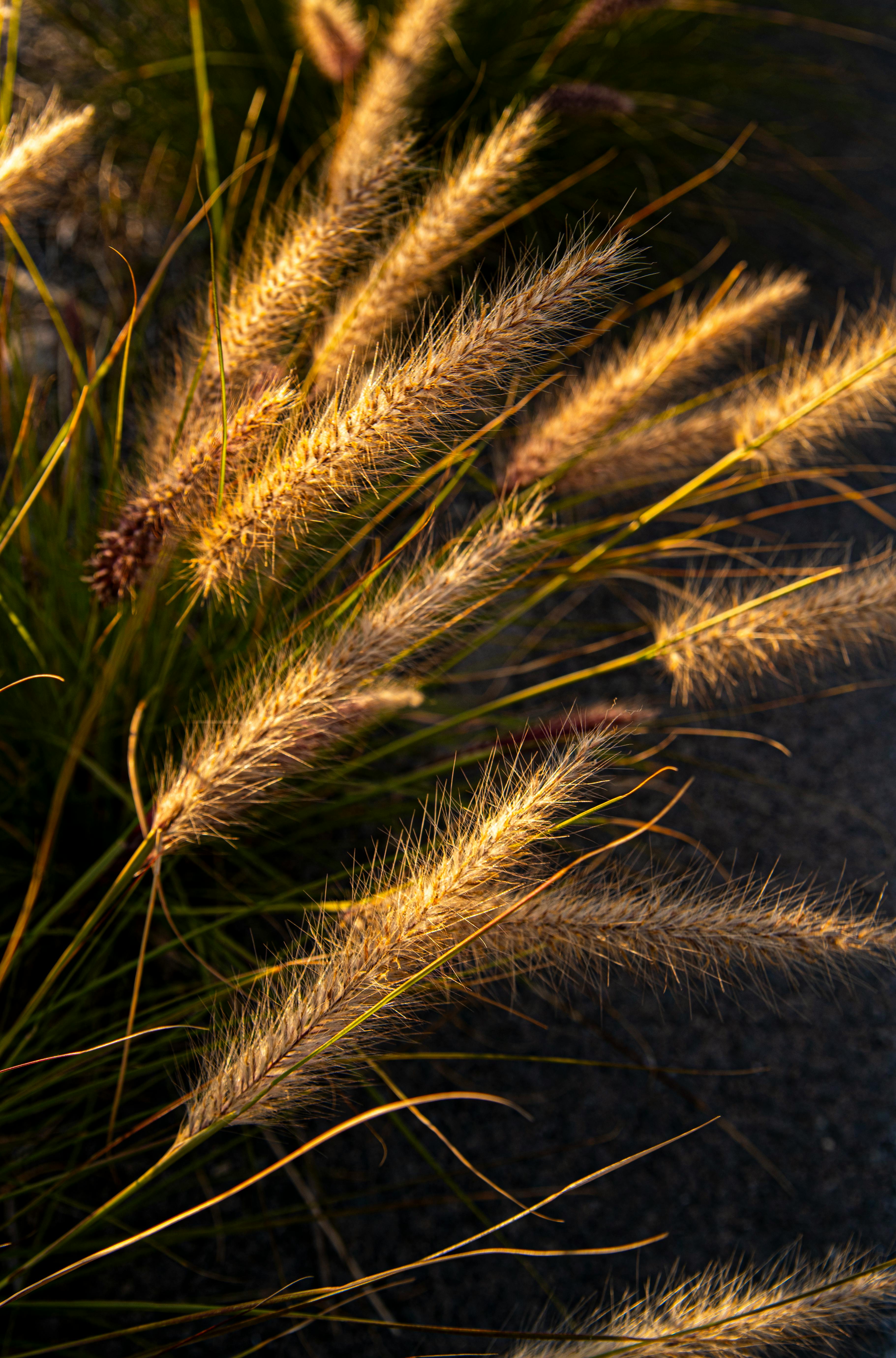 Close-up of sunlit ornamental grass in the golden hour, showcasing vibrant textures and warm hues.