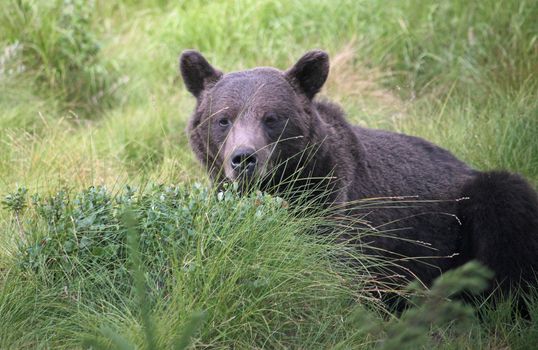 Close-up of a brown bear in the lush green grass of Sweden's countryside.