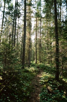 A peaceful forest path illuminated by the summer sun, surrounded by tall trees.