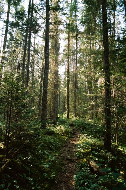 A peaceful forest path illuminated by the summer sun, surrounded by tall trees.