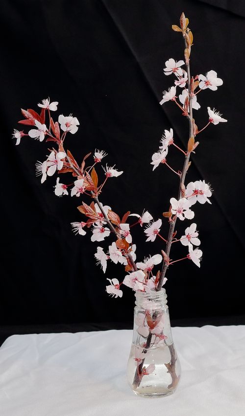 Free Elegant cherry blossom branches in a vase against a dark background. Stock Photo