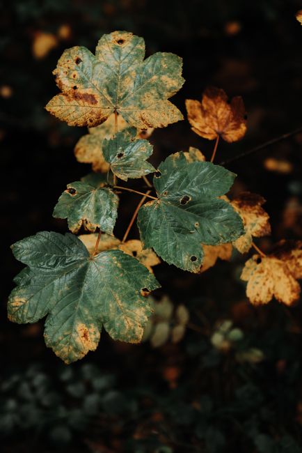Detailed view of autumn leaves with rich textures and colors in a Welsh forest.