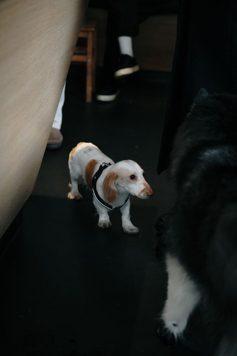 Evde birlikte vakit geçiren iki farklı ırk köpek