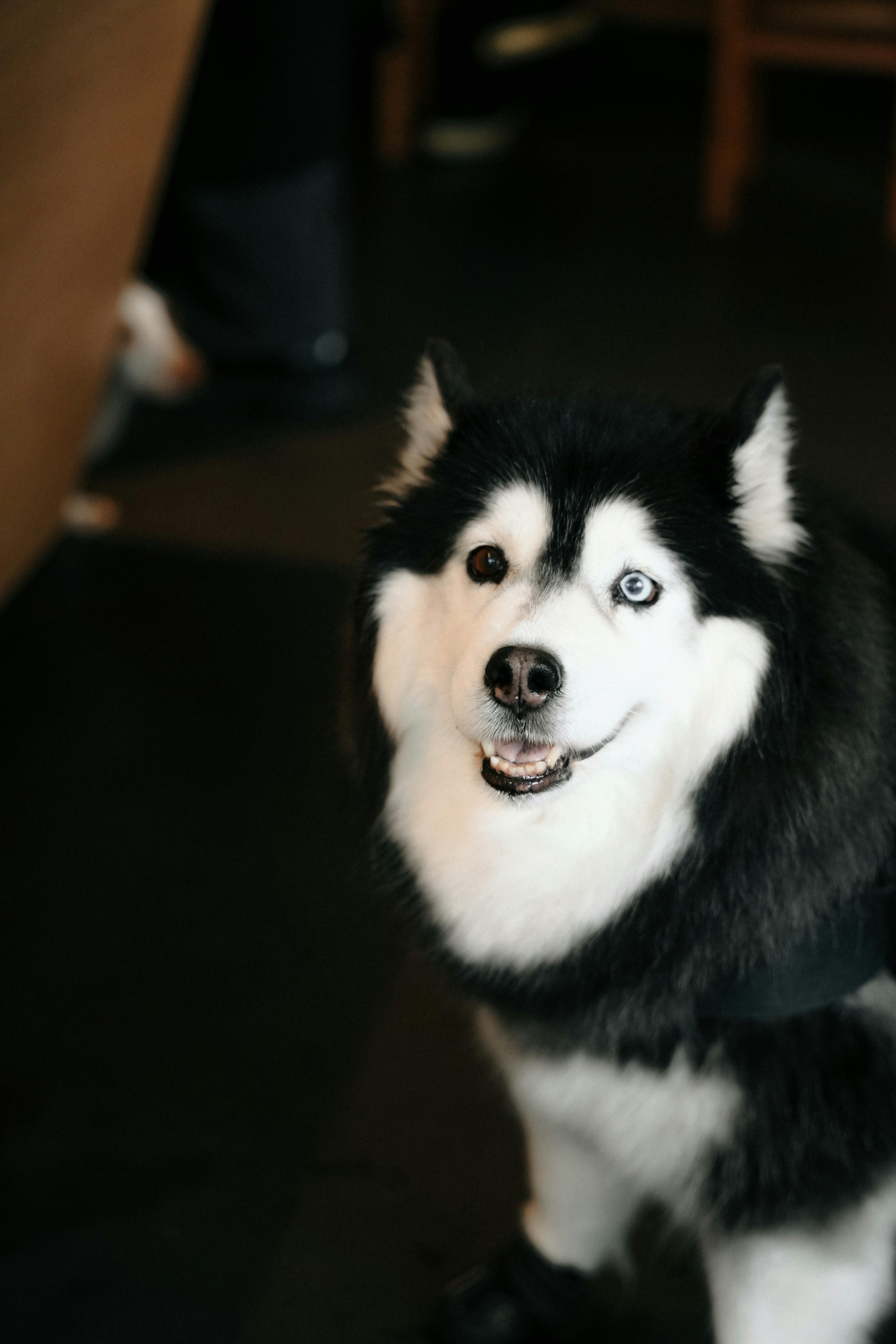 Charming Siberian Husky with heterochromia posing indoors in Amsterdam.