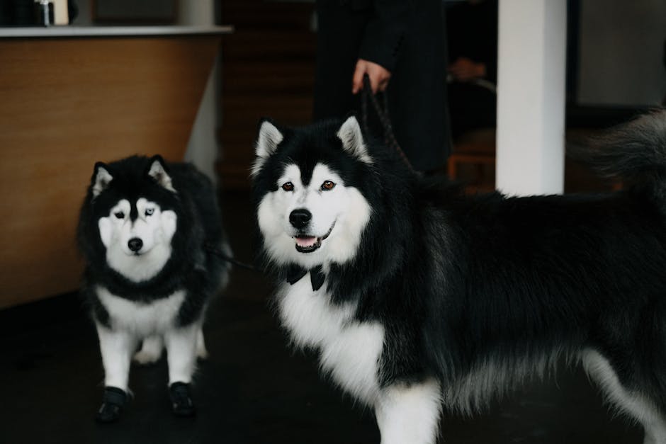 Pet Grooming Tips: Keeping Your Fur Shiny 2 Pet Grooming Tips: Keeping Your Fur Shiny