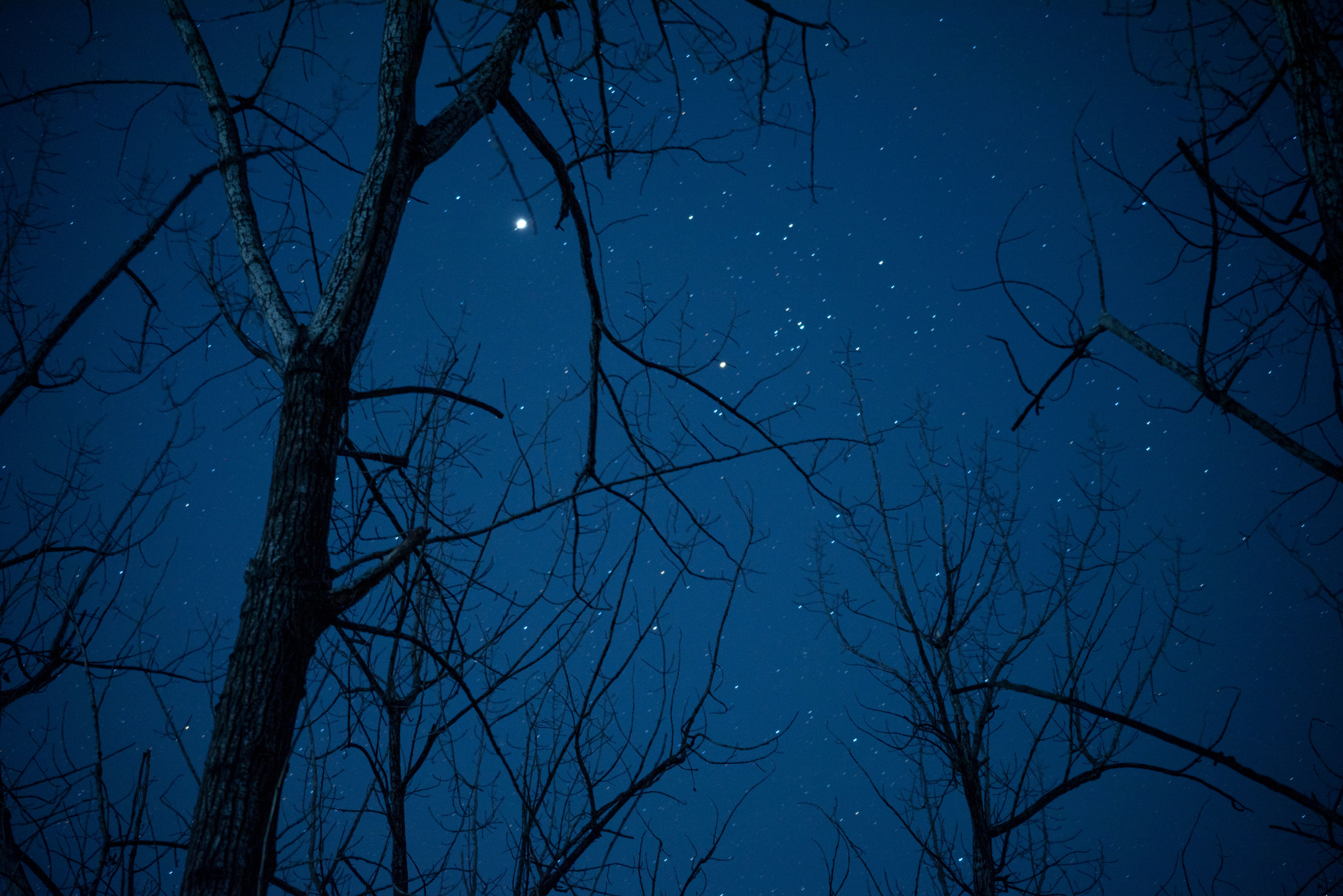 Beautiful starry night sky viewed through silhouetted bare trees creating a peaceful evening scene.
