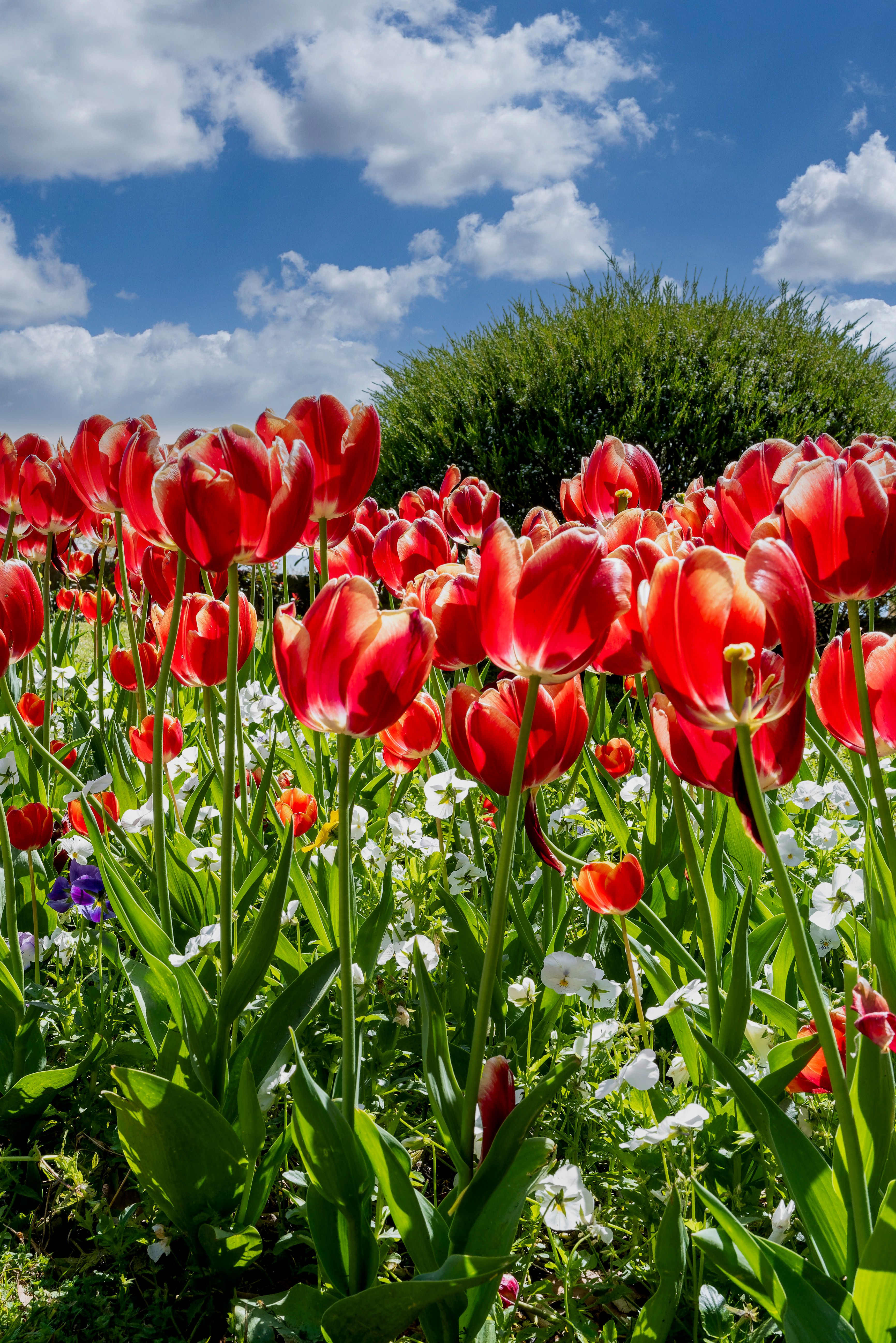 Meet Our Flower Friends