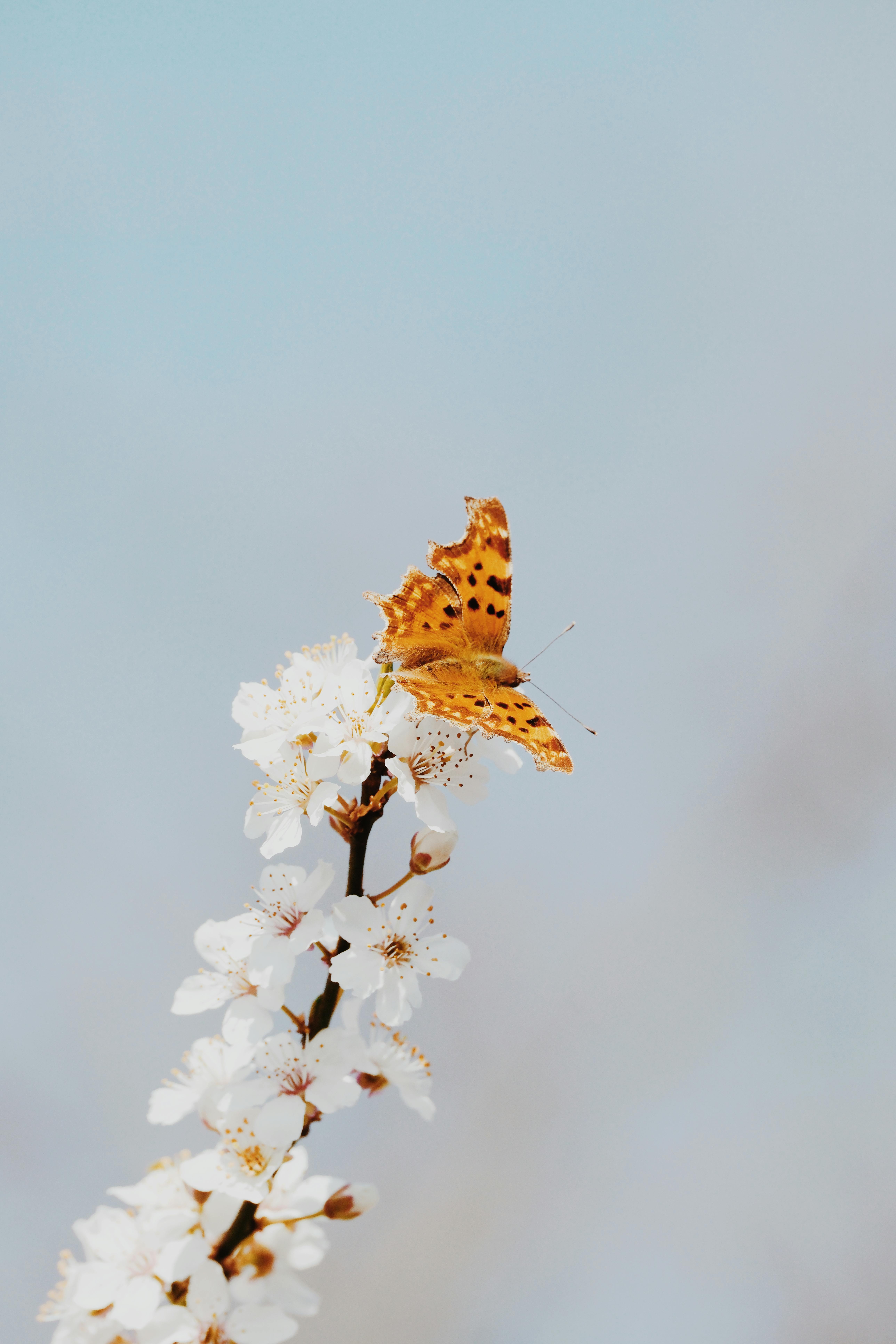 A vibrant butterfly resting on delicate white spring blossoms against a soft and serene background.