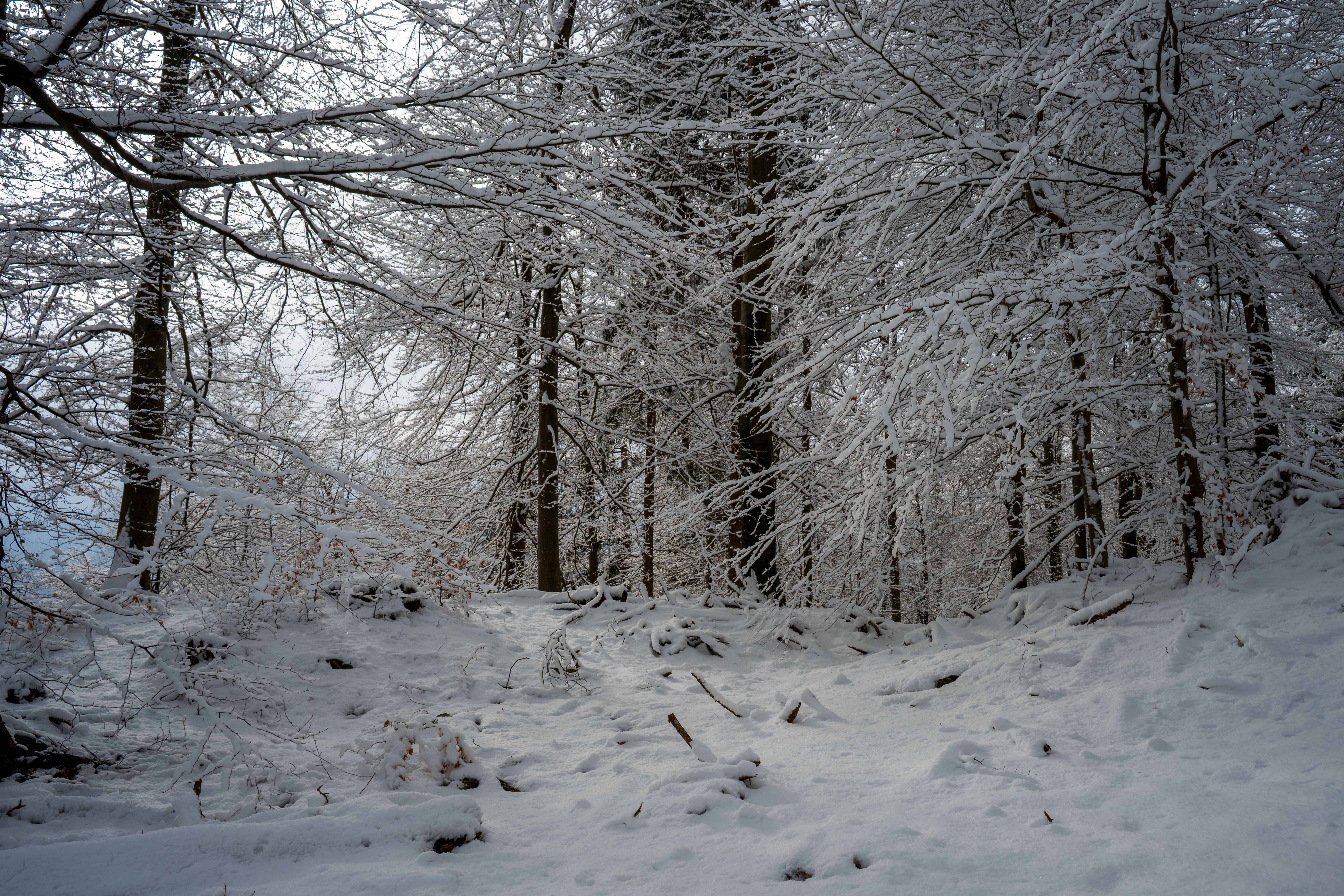 Serene Snowy Forest in Winter Wonderland · Free Stock Photo