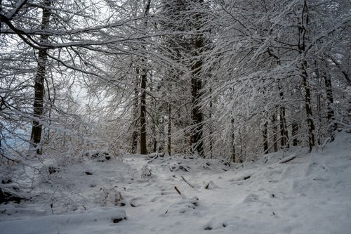 Free Explore the tranquil beauty of a snow-covered forest capturing winter's magic. Stock Photo