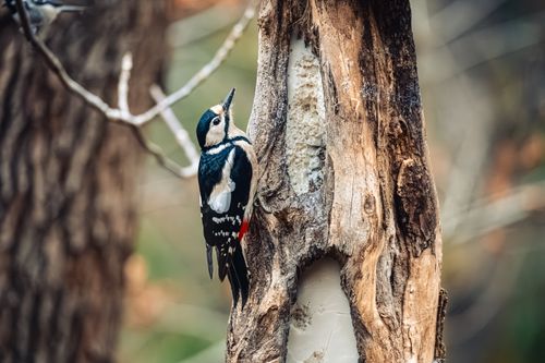 Free Close-up of a great spotted woodpecker perched on a tree in the forest. Stock Photo
