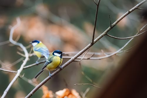 Free Two Great Tits perched on branches in an autumnal forest setting. Stock Photo