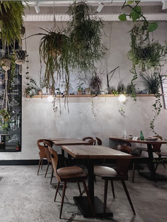 Modern Rustic Cafe Interior with Hanging Plants · Free Stock Photo