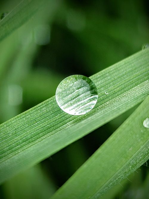 Free Detailed macro shot of a water droplet resting on a vibrant green leaf, showcasing nature's simplicity. Stock Photo
