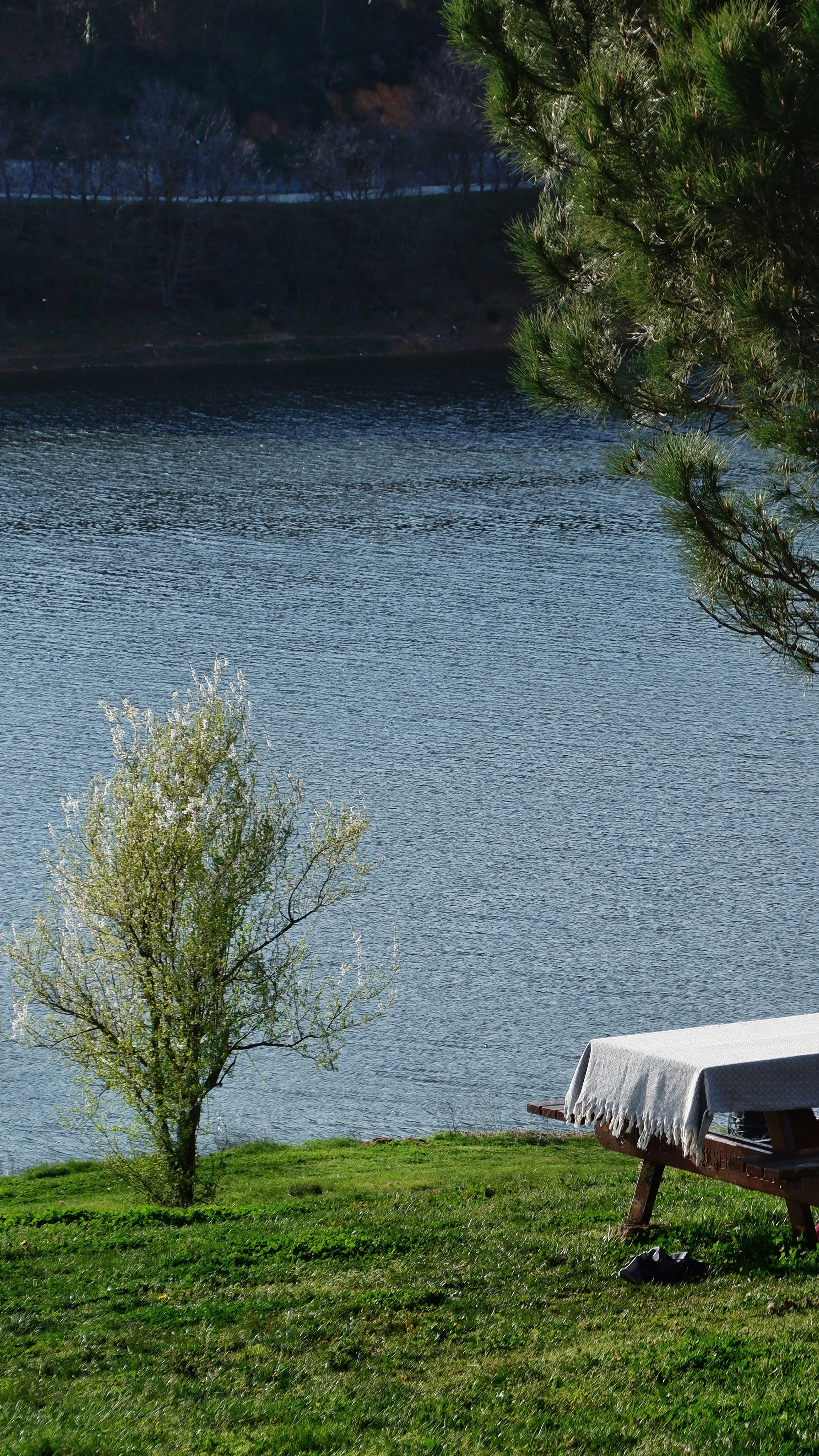 Tranquil lakeside scene with picnic table and tree.