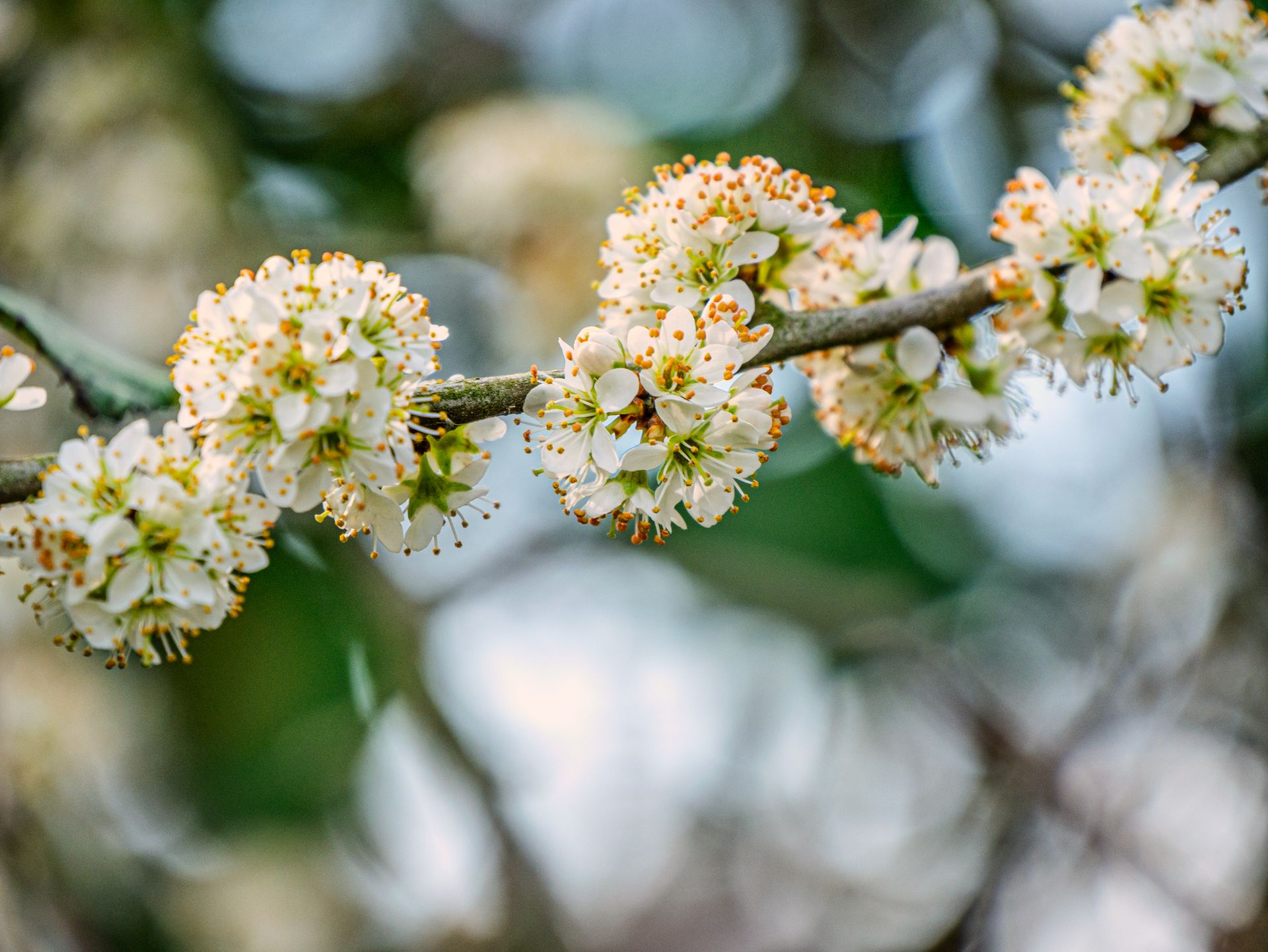 Detailed macro shot of white spring flowers blooming on a tree branch.