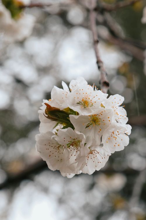 Free Elegant white cherry blossoms in focus against a blurred background, capturing the essence of spring. Stock Photo