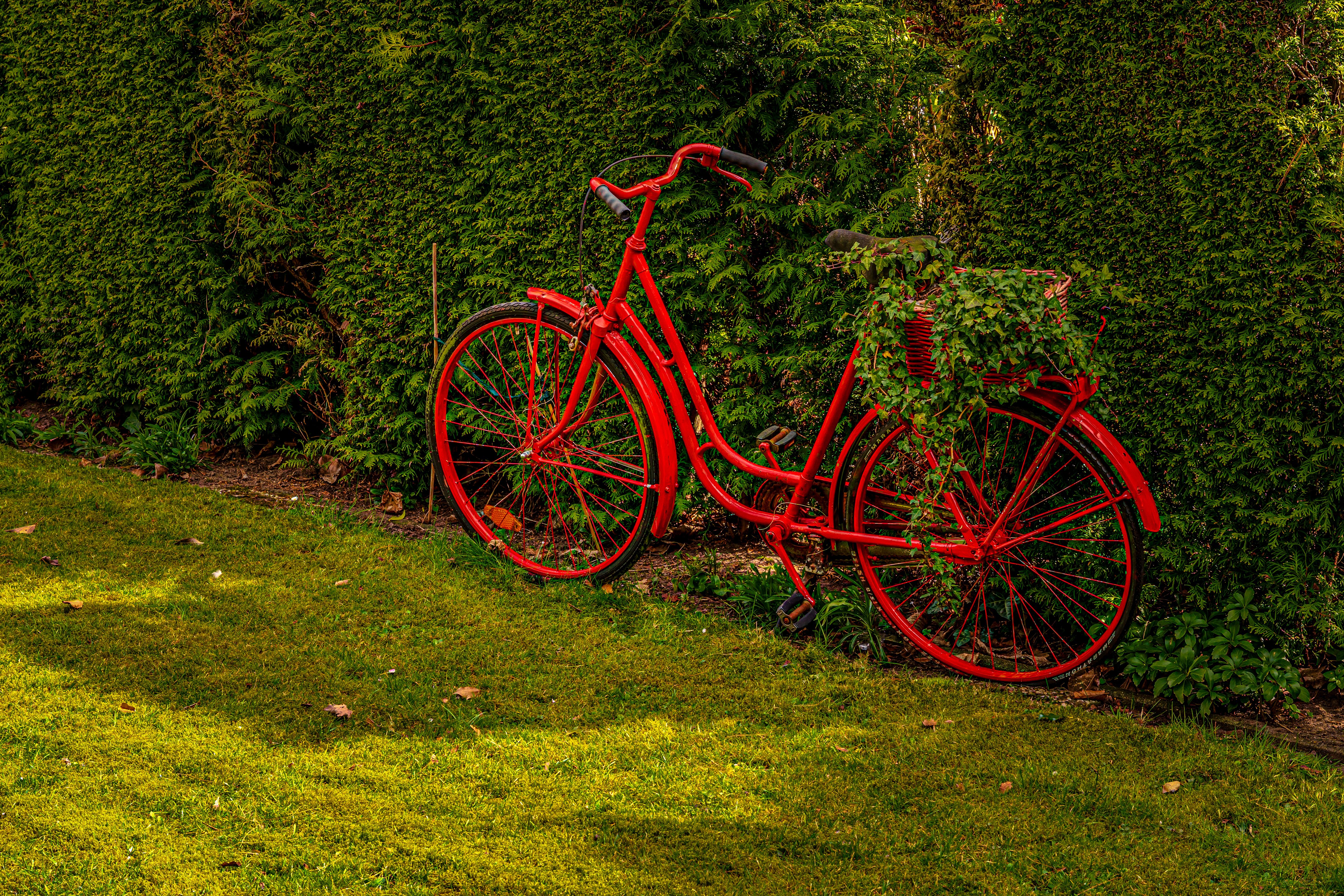 A red vintage bicycle leaning against a lush green hedge in a garden setting.