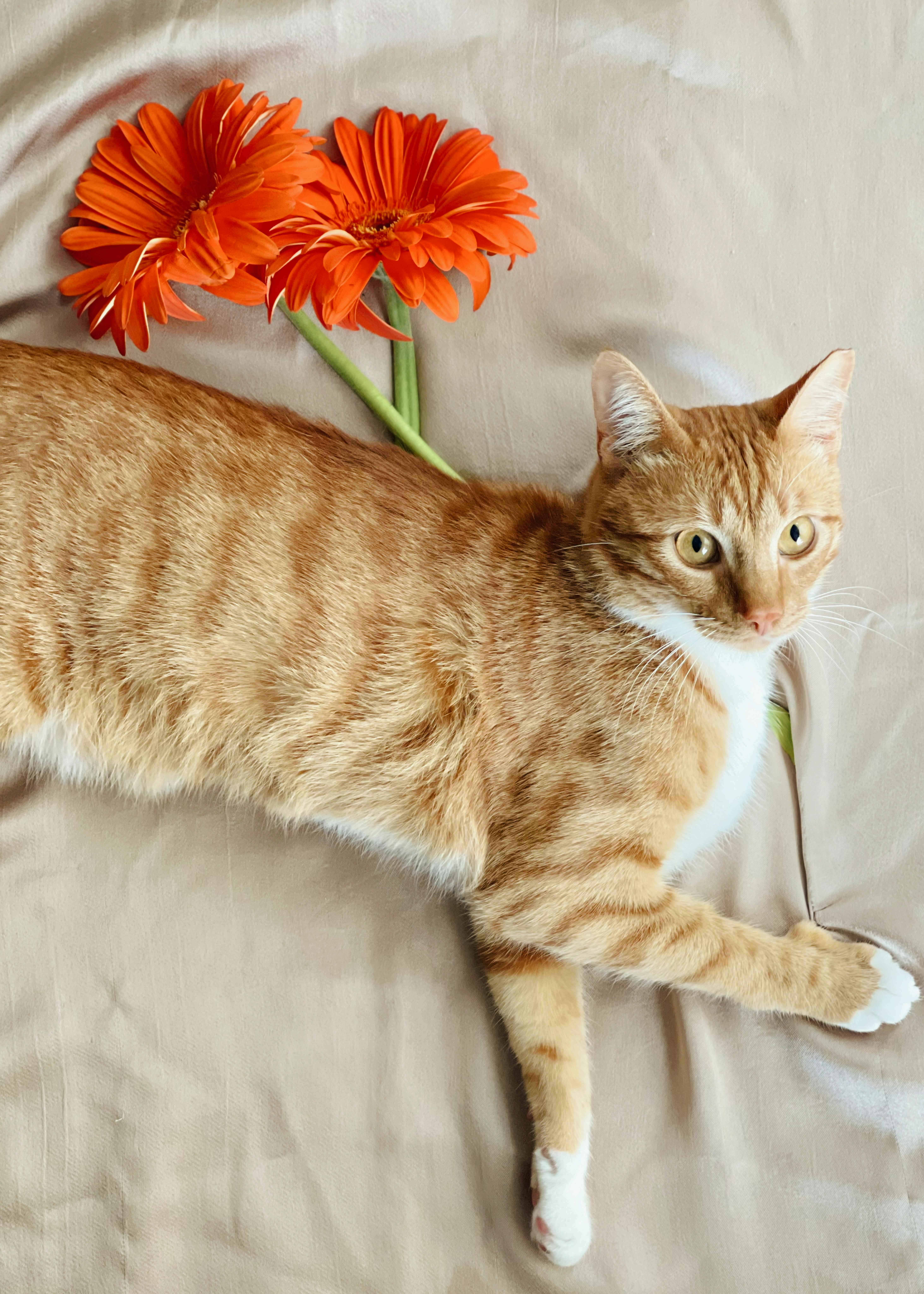 Ginger Tabby Cat with Gerbera Daisies on Beige Background · Free Stock