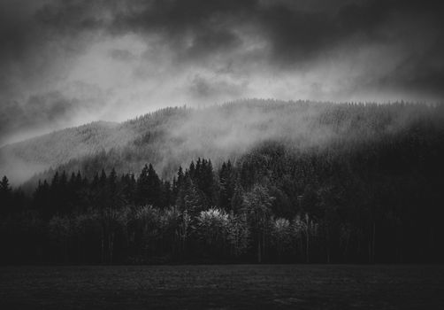 Dramatic misty forest landscape in black and white, capturing a serene wilderness scene.