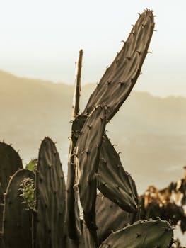 A detailed image of a cactus under warm, muted light, capturing the arid landscape
