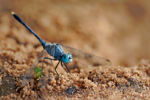 Macro shot of a blue dragonfly resting on sandy soil, capturing intricate details of its eyes and wings.