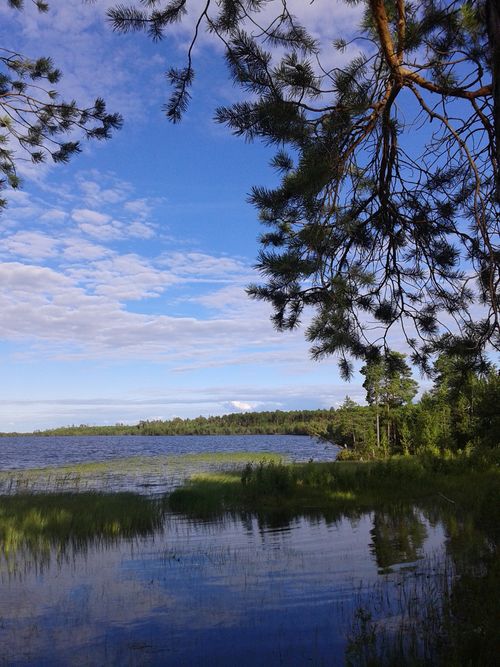 Free Peaceful lakeside landscape with pine trees and blue sky reflecting in water. Stock Photo