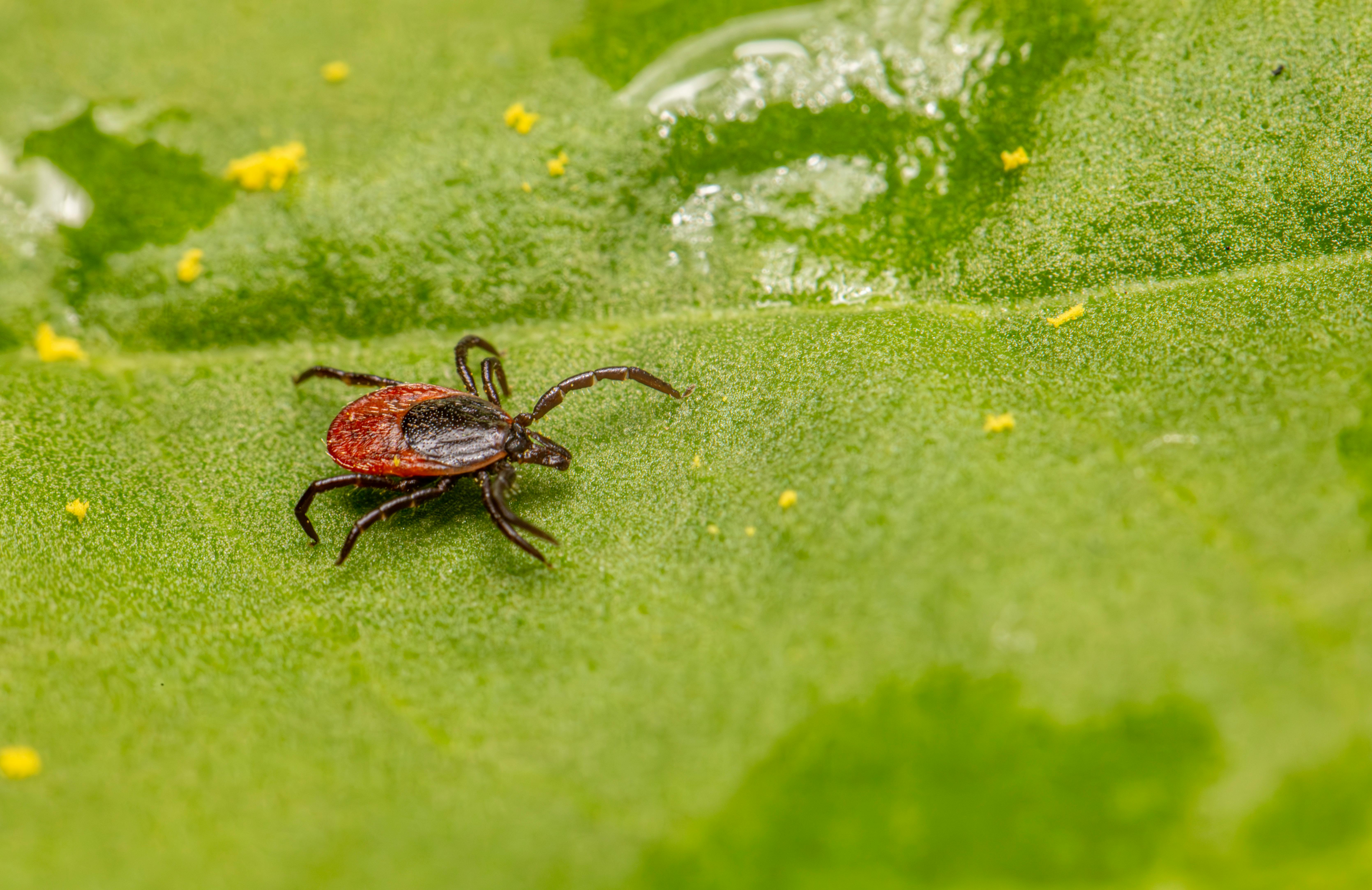 Best Tick Prevention for Dogs (2026): Collars, Topicals & Chews