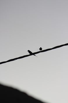 Silhouetted birds perched on a power line against a twilight sky, serene and timeless.