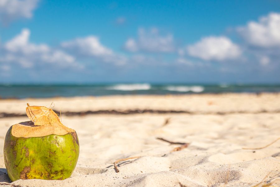 Coconut