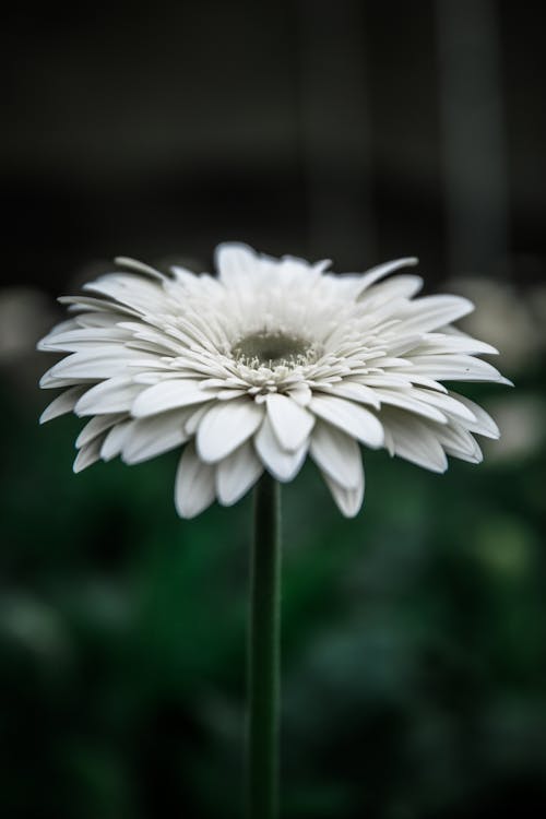 Gerbera Blanche En Fleur Photographie Mise Au Point Sélective