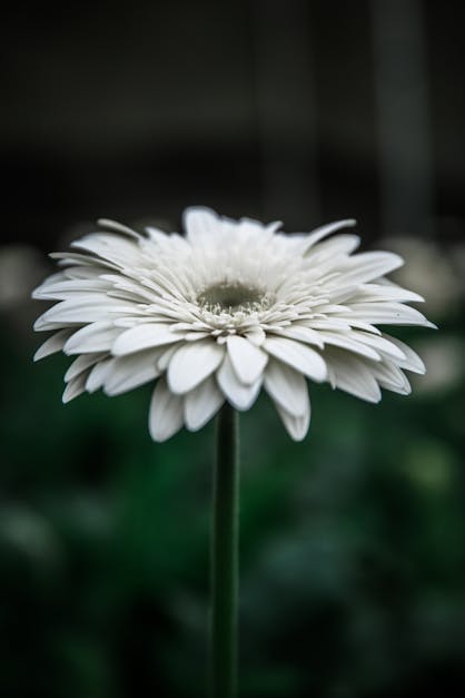 White Gerbera Daisy in Bloom Selective Focus Photography
