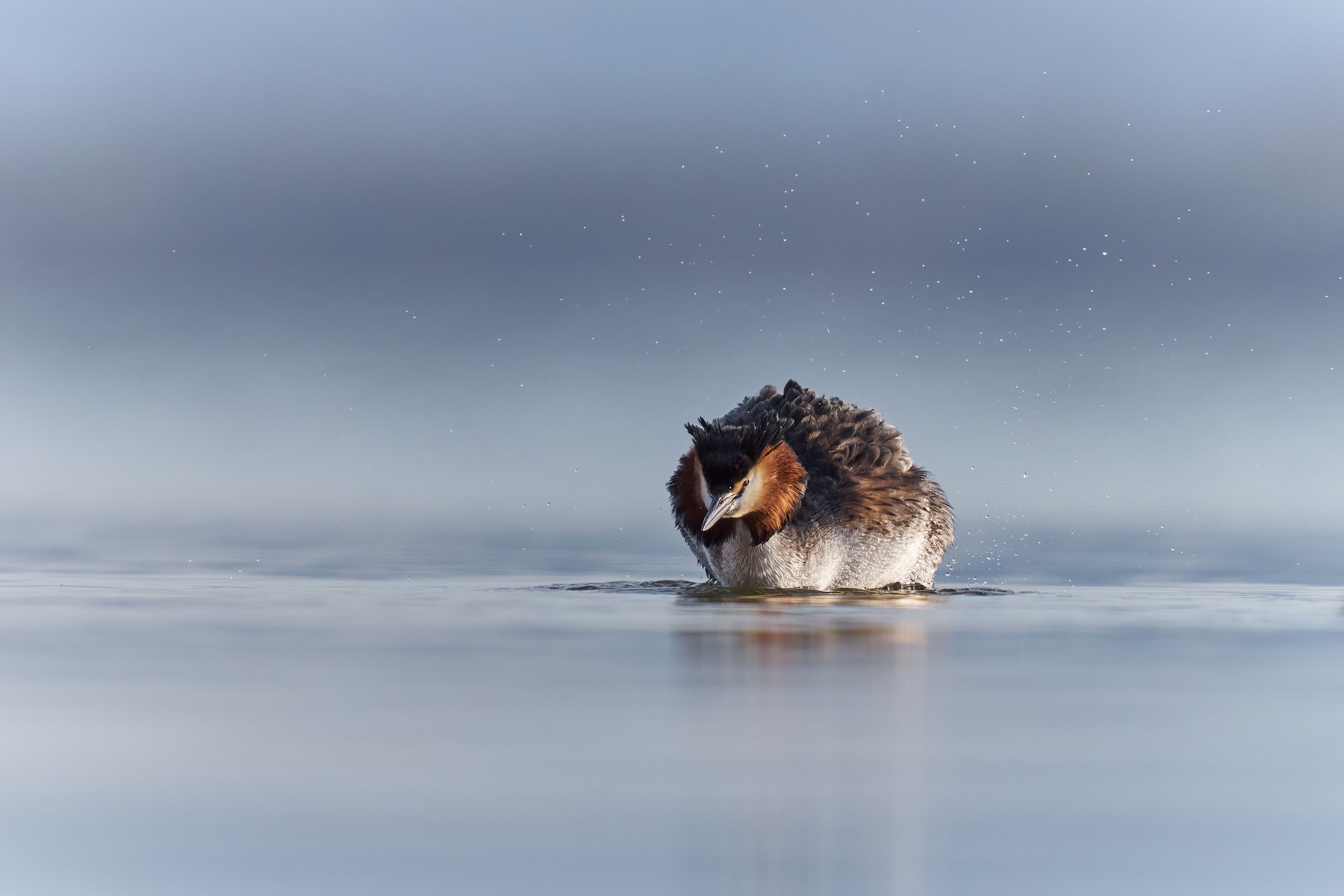 Great Crested Grebe Shaking Off Water in Bavaria · Free Stock Photo