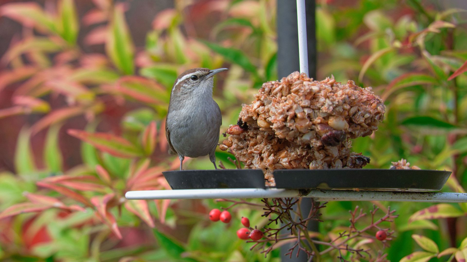House wren perched on bird feeder with seed mix in Lacey, Washington garden.