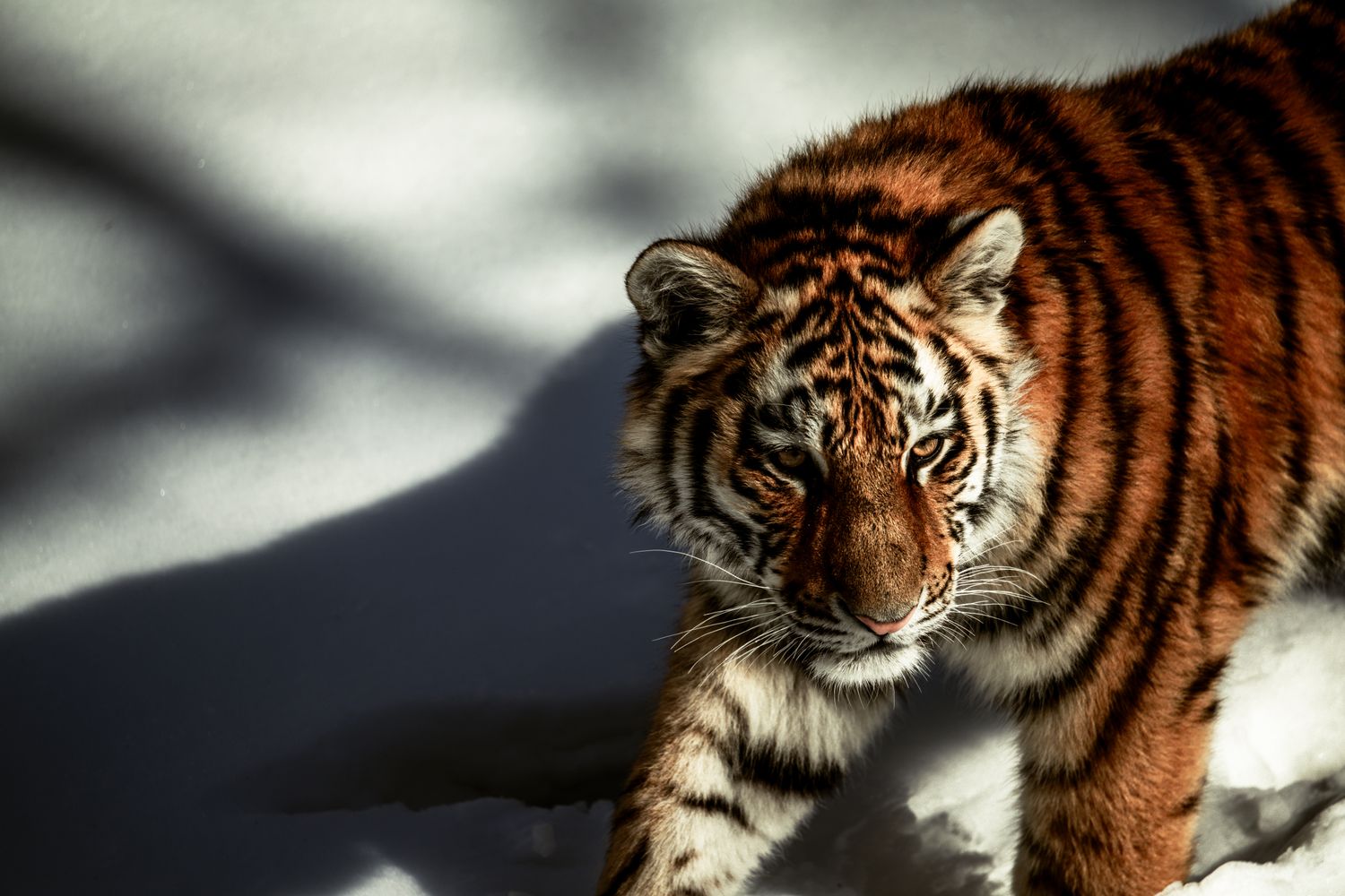 Laptop Tiger Wallpaper Photos, Download The BEST Free Laptop Tiger ...