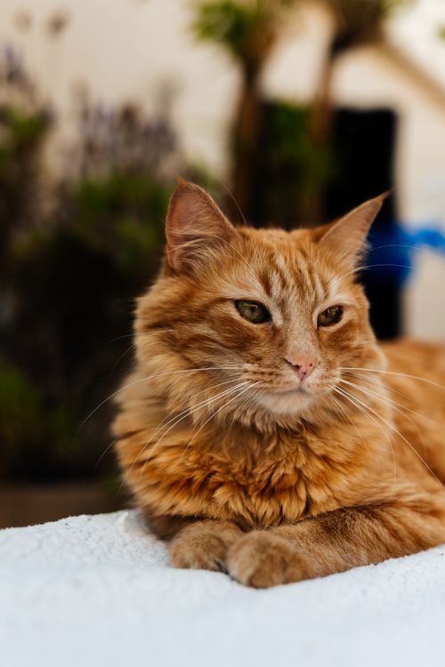Free Captivating image of a relaxed ginger cat lying on a soft surface in an outdoor setting. Stock Photo